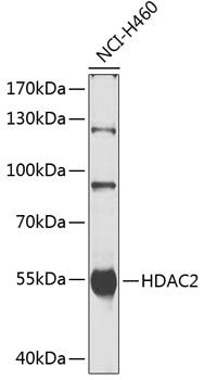 HDAC2 antibody