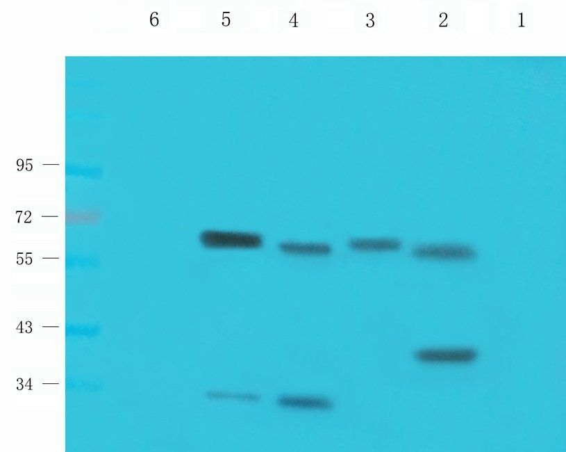 HDAC2 antibody