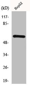 HDAC2 Antibody