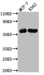 HDAC2 Recombinant Monoclonal Antibody