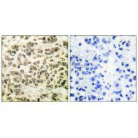 HDAC3 Antibody