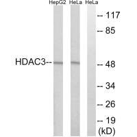 HDAC3 Antibody