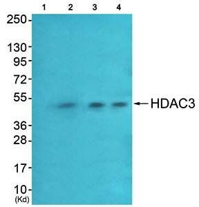 HDAC3 Antibody