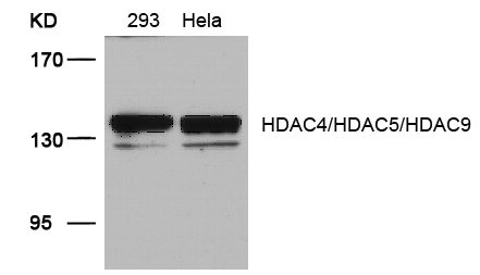 HDAC4 (Ab-246/259/220) antibody