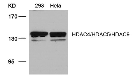 HDAC4/HDAC5/HDAC9 (Ab-246/259/220) Antibody