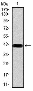 HDAC4 Antibody