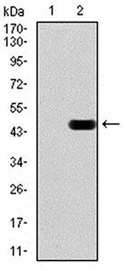 HDAC4 Antibody