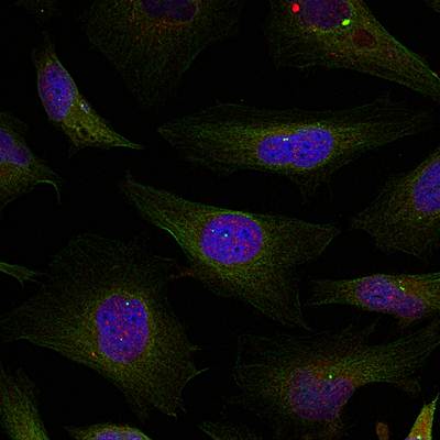 HDAC4/HDAC5/HDAC9 (Ab-246/259/220) Antibody