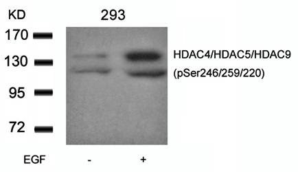 HDAC4/HDAC5/HDAC9 (phospho-Ser246/259/220) Antibody
