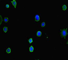HDAC5 Antibody