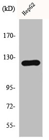 HDAC5 antibody