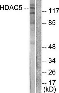 HDAC5 Antibody