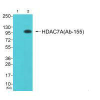HDAC7 Antibody
