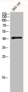 HDAC8 Antibody