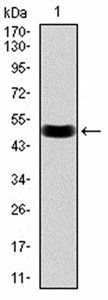 HDAC9 Antibody