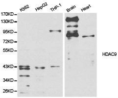 HDAC9 Antibody