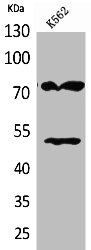 HDC Antibody