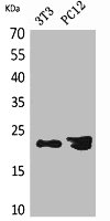 HDGFRP3 Antibody