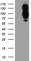 HDHD2 Antibody