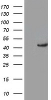 HDHD2 Antibody