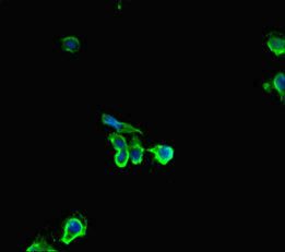 HDHD2 antibody