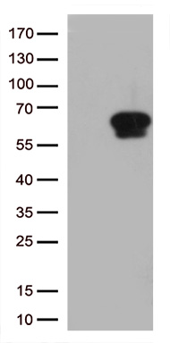 HDHD3 Antibody