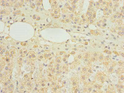 HDHD3 antibody