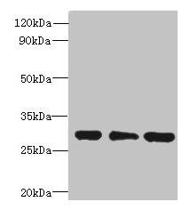 HDHD3 antibody