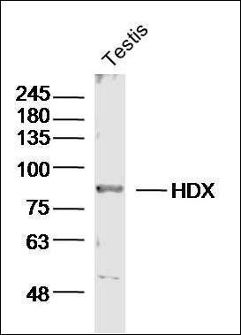 HDX antibody