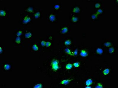 WFDC2 Antibody