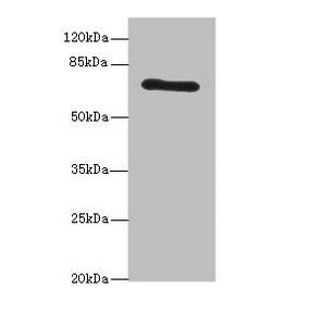 HEATR9 antibody
