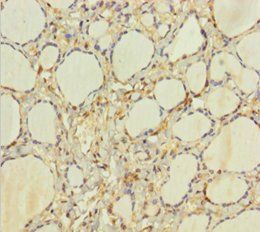 HEBP2 antibody