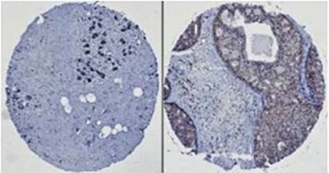 HEF1/NEDD-9 Monoclonal Antibody