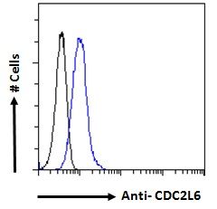 CDC2L6 antibody