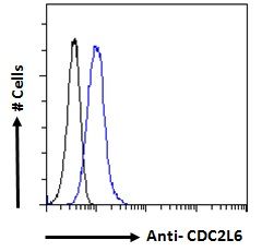 Goat anti-CDC2L6 Antibody