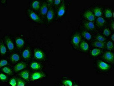 HMOX1 Antibody