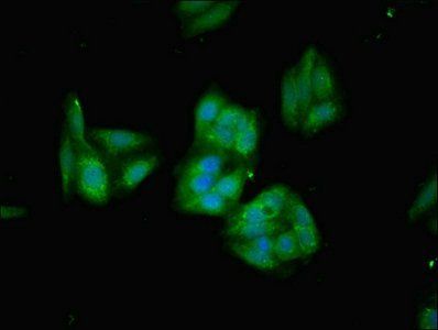 HMOX1 Antibody