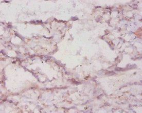 HMOX1 Antibody