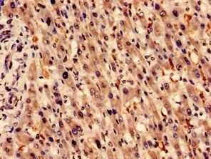 HMOX1 Antibody