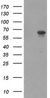 HMOX2 Antibody