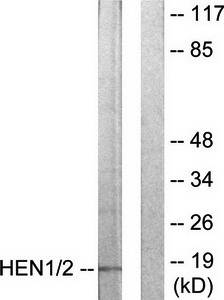 HEN1/2 Antibody