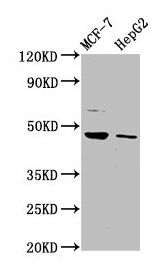 HEPACAM Antibody