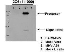 Hepatitis Virus A59 Nonstructural Protein 9 antibody