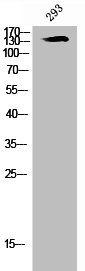ERBB2 Antibody