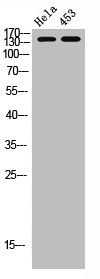 ERBB2 Antibody