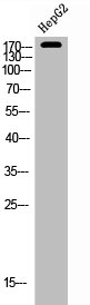 ERBB2 Antibody