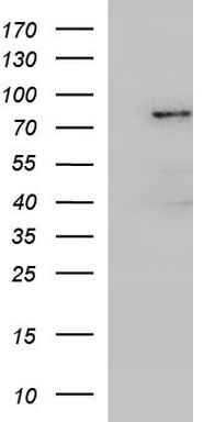 ERBB2 Antibody
