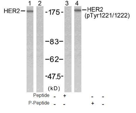 HER2 (Phospho-Tyr1221/Tyr1222) Antibody
