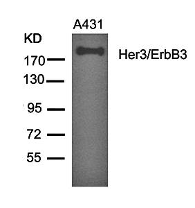 Her3/ErbB3 Rabbit Polyclonal Antibody