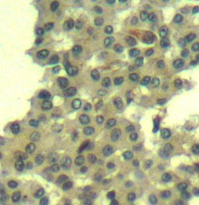Her3/ErbB3 (Ab328) Antibody